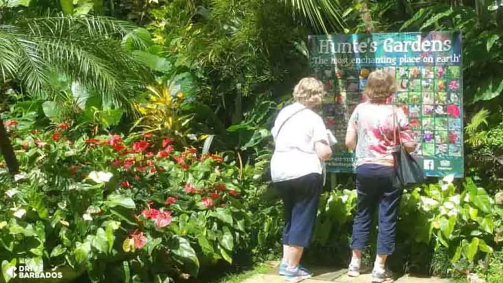 Tourists reading an information board at Hunte's Gardens surrounded by lush tropical plants and vibrant flowers in Barbados