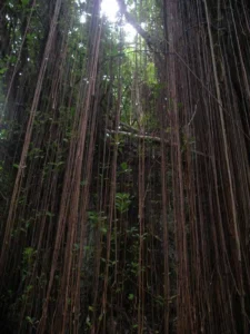 fig trees with a beard-style appearance meaning ‘the bearded ones