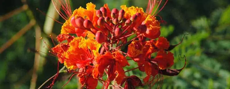 Pride of Barbados island national flower