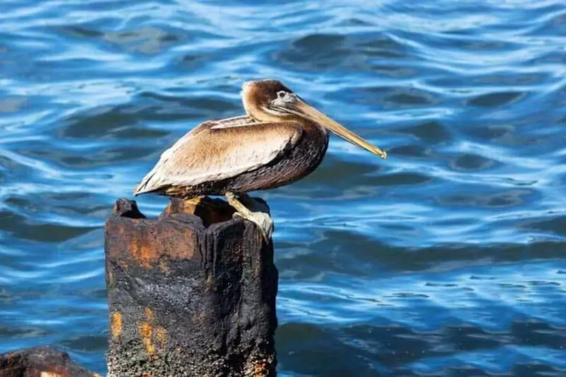 Pelican bird Barbados