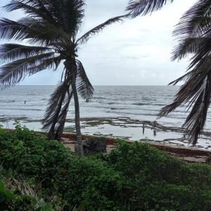 Windswept palm trees along the shoreline of Tidal Pool Bathsheba Beach in Barbados