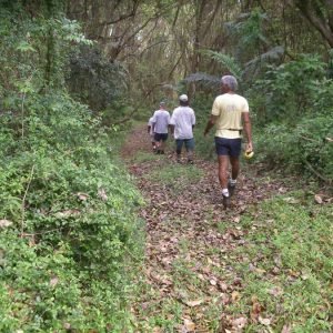 Group of hikers trekking through a lush Barbadian forest trail" Title: Nature Hiking in Barbados