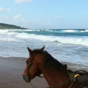Horseback tour guide rider from Glyne Horse Ride Barbados on Foster Fun land Barbados beach with waves crashing