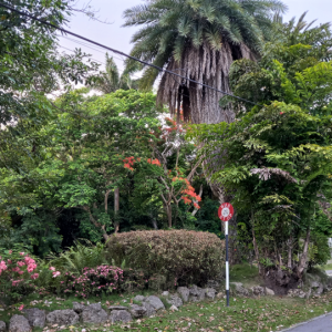 Entrance to Andromeda Botanic Gardens with lush tropical flora in Foster Hall, Barbados