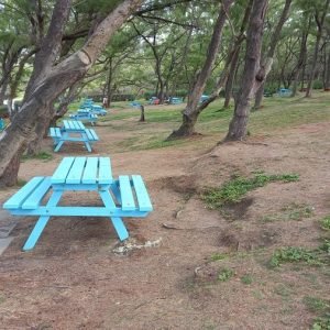 Blue picnic tables under casuarina trees in Barclays Park, Saint Andrew, Barbados